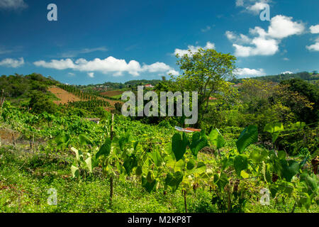 Cho-Cho growing in the sunshine of Manchester parish lush farmland, Jamaica, West Indies, Caribbean Stock Photo