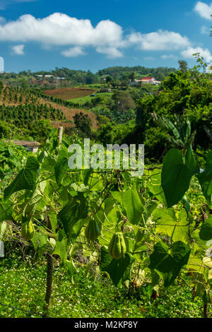 Cho-Cho growing in the sunshine of Manchester parish lush farmland, Jamaica, West Indies, Caribbean Stock Photo