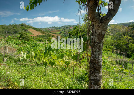 Cho-Cho growing in the sunshine of Manchester parish lush farmland, Jamaica, West Indies, Caribbean Stock Photo