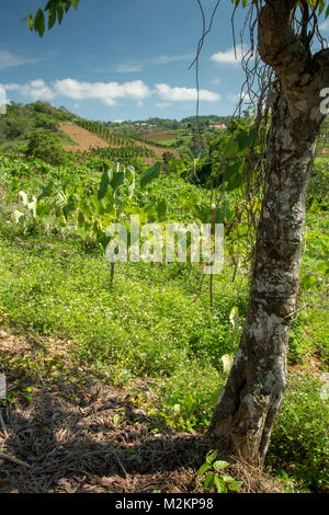 Cho-Cho growing in the sunshine of Manchester parish lush farmland, Jamaica, West Indies, Caribbean Stock Photo