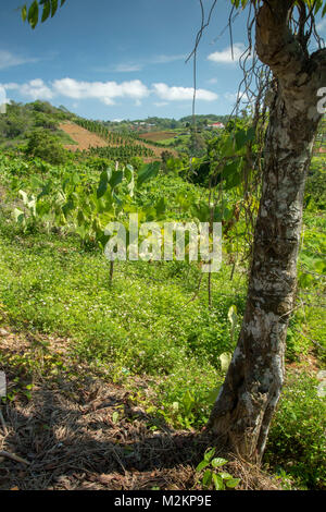 Cho-Cho growing in the sunshine of Manchester parish lush farmland, Jamaica, West Indies, Caribbean Stock Photo