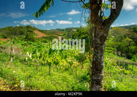 Cho-Cho growing in the sunshine of Manchester parish lush farmland, Jamaica, West Indies, Caribbean Stock Photo