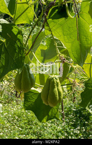 Cho-Cho growing in the sunshine of Manchester parish lush farmland, Jamaica, West Indies, Caribbean Stock Photo