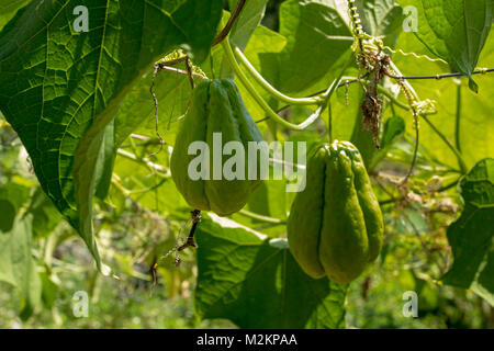 Cho-Cho growing in the sunshine of Manchester parish lush farmland, Jamaica, West Indies, Caribbean Stock Photo