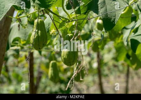 Cho-Cho growing in the sunshine of Manchester parish lush farmland, Jamaica, West Indies, Caribbean Stock Photo