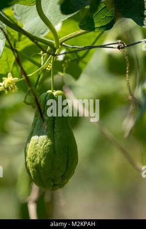 Cho-Cho growing in the sunshine of Manchester parish lush farmland, Jamaica, West Indies, Caribbean Stock Photo