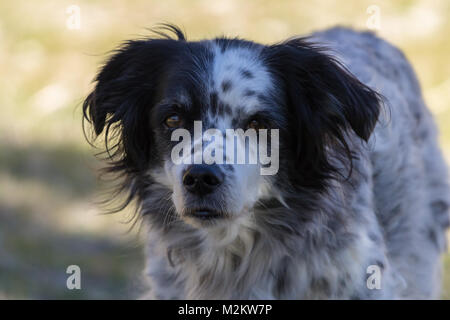 Springer Spaniel Cross, Dog,Canis lupus familiaris, Adult Male Dog, Stock Photo