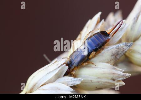 Common European earwig, Forficula auricularia Stock Photo