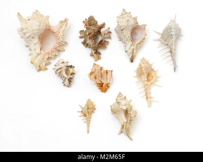 Gastropods Selection of Murex Stock Photo