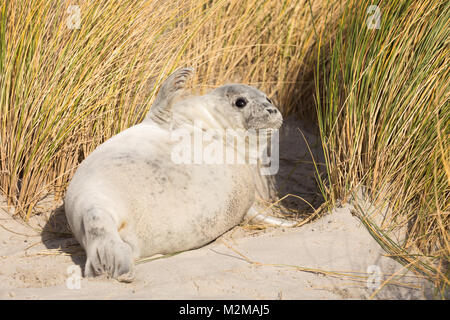 Grey seals on Duene in Heligoland, Germany Stock Photo