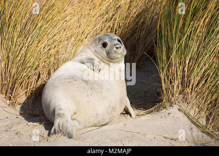 Grey seals on Duene in Heligoland, Germany Stock Photo