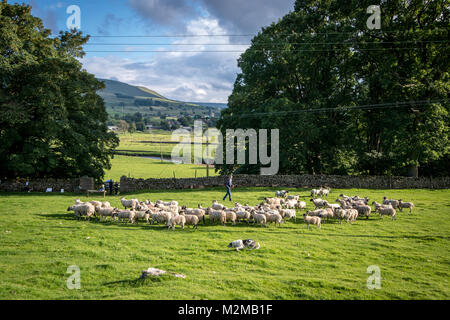 Male shepherd walks amongst his flock of sheep in open pasture directing sheepdog,Yorkshire Dales, UK Stock Photo