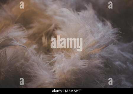 Feather. Background of white feathers with soft lighting. Stock Photo