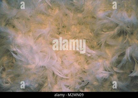 Feather. Background of white feathers with soft lighting. Stock Photo