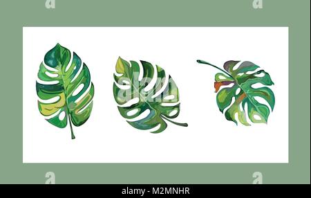 Vector set of tropical leaves. Three different types of mostera deliciosa. Stock Vector