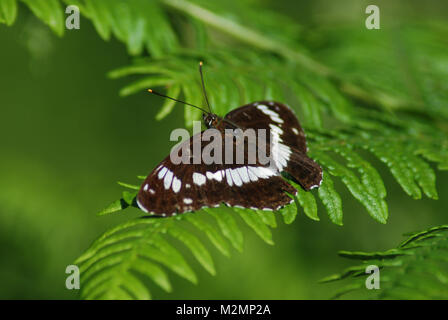 White admiral butterfly (Limenitis Camilla) basking on bracken, UK Stock Photo