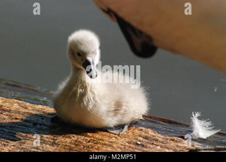 Young cygnet resting under the safety of its mute swan mother (Cygnus olor), UK Stock Photo