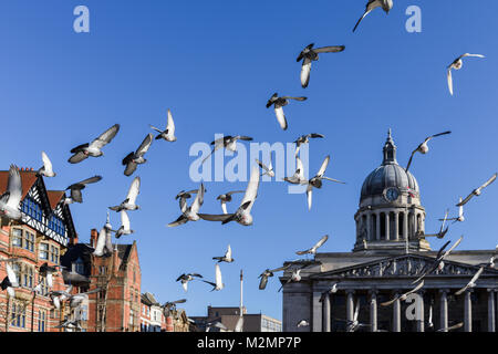 Old Market Square and Pigeons Nottingham city centre,UK. Stock Photo