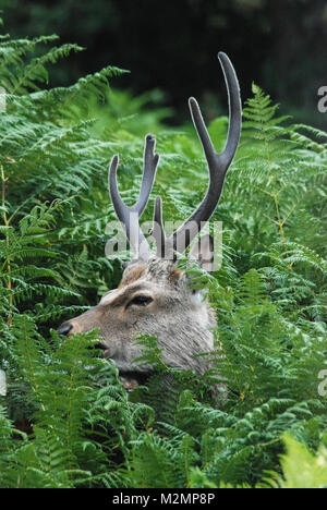 Male sika deer among tall bracken at RSPB Arne Nature Reserve in Dorset, UK Stock Photo
