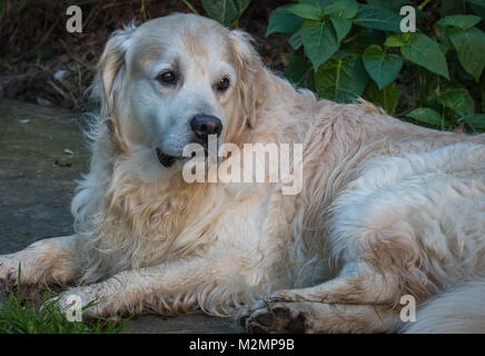 close-ups of the best friend of man, the dog, and in my case of my golden retriever named Prince, which with their looks, expressions, rituals, etc. m Stock Photo