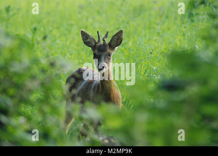 Young male roe deer (Capreolus capreolus) in the English countryside Stock Photo