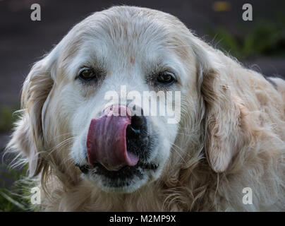 close-ups of the best friend of man, the dog, and in my case of my golden retriever named Prince, which with their looks, expressions, rituals, etc. m Stock Photo