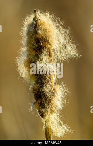 Cattail in marsh pond Stock Photo