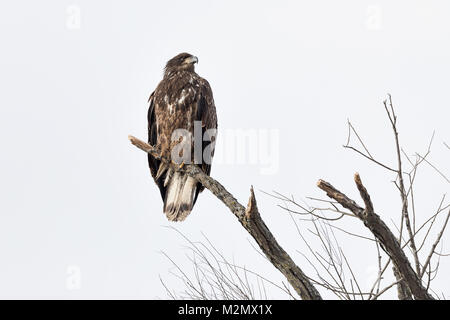 Juvenile bald eagle perched in a tree at Lock & Dam 18 in Gladstone; Illinois. Stock Photo