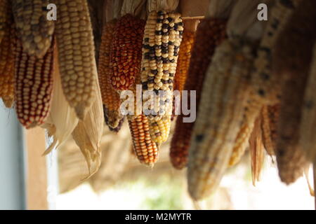 Corn Varieties hanging on a farmhouse in the highlands of Peru Stock Photo