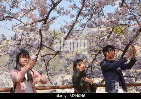 Three young adults taking selfies with cherry blossoms near Osaka Castle. Stock Photo