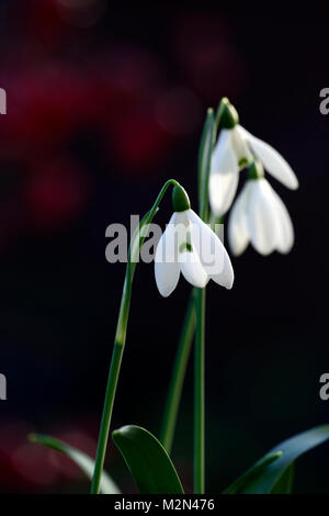 Galanthus Mrs McNamara,christmas flowering,snowdrop,white,flowers,flower,bulbs,snowdrops,flowering,collectors,collect,rare,early flowering, RM floral Stock Photo