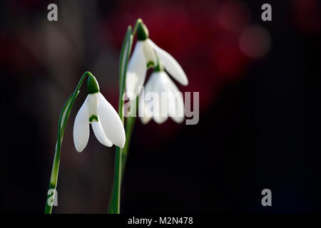 Galanthus Mrs McNamara,christmas flowering,snowdrop,white,flowers,flower,bulbs,snowdrops,flowering,collectors,collect,rare,early flowering, RM floral Stock Photo