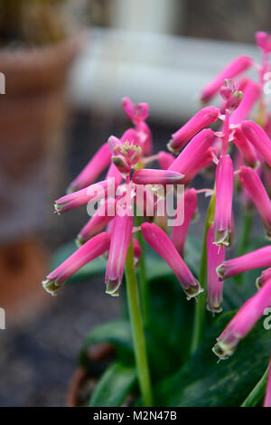 lachenalia bulbifera george baker,cape cowslip,flowers,flowering,flower, blooms, pink, houseplants ,indoors ,inside ,tender,RM Floral Stock Photo