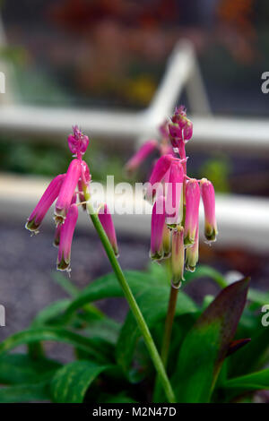 lachenalia bulbifera george baker,cape cowslip,flowers,flowering,flower, blooms, pink, houseplants ,indoors ,inside ,tender,RM Floral Stock Photo