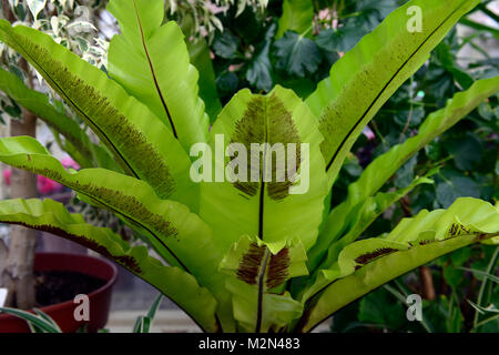 Asplenium nidus,birds nest fern,nest fern,epiphytic, epiphyte,terrestrial,fern,foliage,leaves,frond,fronds,glossy leaves,RM Floral Stock Photo