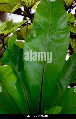 Asplenium nidus,birds nest fern,nest fern,epiphytic, epiphyte,terrestrial,fern,foliage,leaves,frond,fronds,glossy leaves,RM Floral Stock Photo