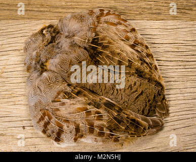 Gray hackle hi-res stock photography and images - Alamy