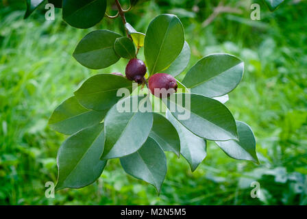 Cattley guava (Psidium littorale subsp. longipes) or Peruvian guava or Red Cherry Guava or Strawberry guava or Psidium cattleianum or Psidium chinense Stock Photo