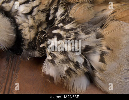 Red-Legged Partridge speckled neck feathers (Alectoris rufa)  These are the speckled neck feathers called for in many wet fly patterns. The French par Stock Photo