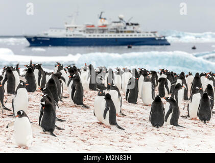 Long-tailed Gentoo penguins; Pygoscelis papua; Cuverville Island; Ocean Adventurer ship beyond; Antarctica Stock Photo