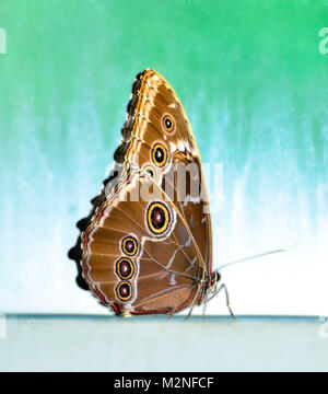 a solitary butterfly sits with wings closed Stock Photo