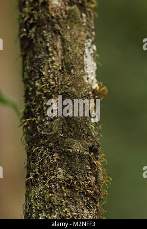 Southern Flat-tailed Gecko (Uroplatus sikorae) adult camouflaged on mossy tree trunk, Madagascan Endemic  Perinet, Madagascar      October Stock Photo