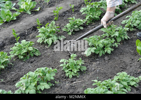 gardener pull up weeds with a hoe in the potato plantation in the vegetable garden Stock Photo