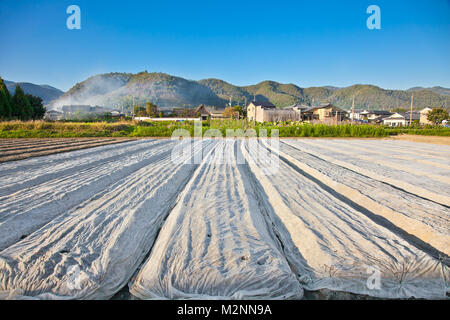 Vegetable garden with various edible plants in Kyoto district,  Japan. Stock Photo