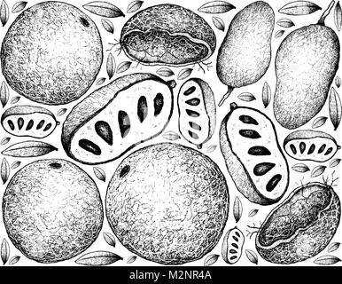 Tropical Fruits, Illustration Background of Hand Drawn Sketch Fresh Wood Apple or Limonia Acidissima and Paw Paw or Asimina Triloba Fruits. Stock Vector