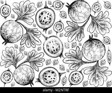 Tropical Fruits, Illustration Wallpaper Background of Hand Drawn Sketch Fresh Indian Gooseberry Fruits. Stock Vector