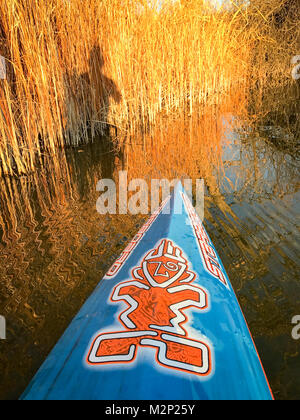 FORT COLLINS  CO, USA - NOVEMBER 13, 2016: Autumn lake paddling - a bow of stand up paddleboard by Starboard with a paddler shadow on reeds. Stock Photo