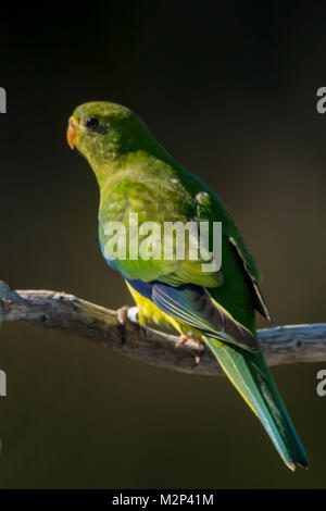 Orange-bellied Parrot, Neophema chrysogaster at Bathurst Harbour, Tasmania, Australia Stock Photo