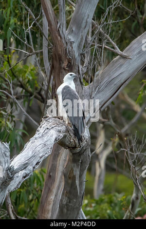 White-bellied Sea Eagle, Haliaeetus leucogaster at Bruny Island, Tasmania, Australia Stock Photo