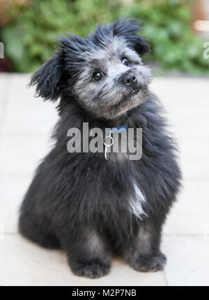 A Maltese crossed with Shih Tzu crossed with Pomeranian puppy Stock Photo